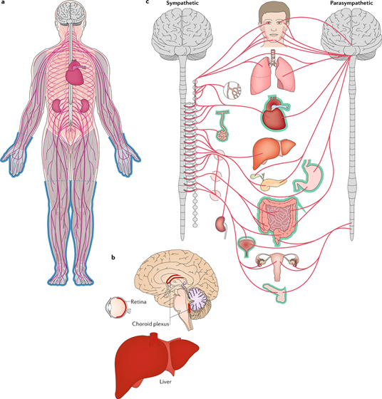 hATTR Amyloidosis: What is hATTR Amyloidosis?