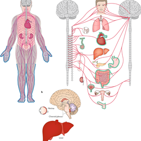 hATTR Amyloidosis: What is hATTR Amyloidosis?